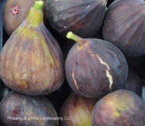 Hardy Chicago Fig