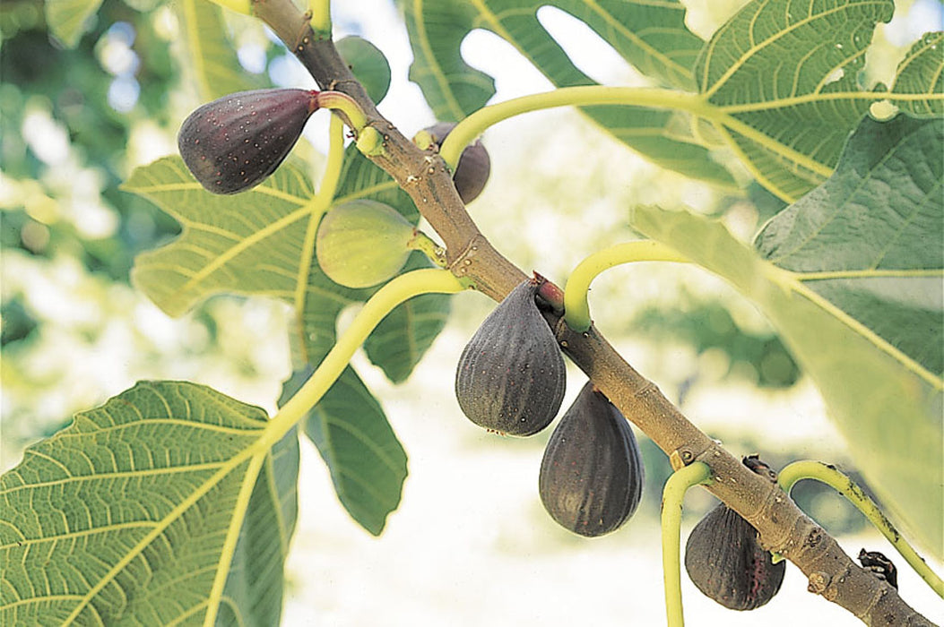 Violet de Bordeaux Fig