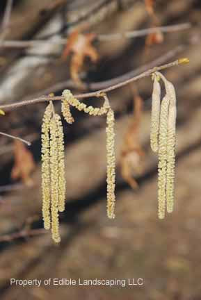 American Filbert – Edible Landscaping