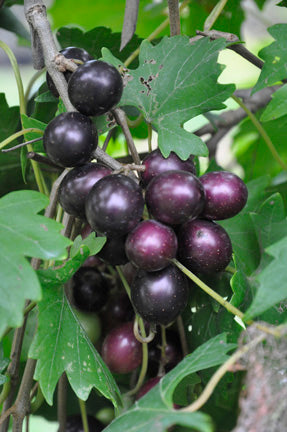 Southern Home Grape