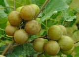 Carlos Bronze Muscadine Grape