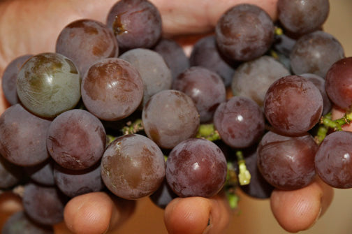 Moored Grape