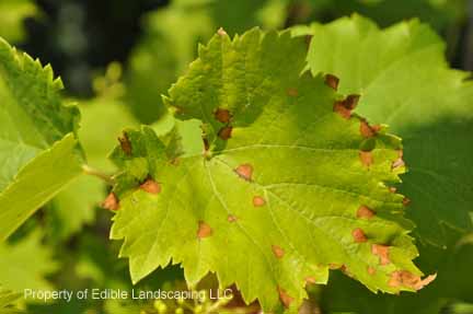 Ison's Muscadine Grape