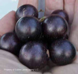 Sugargate Grape