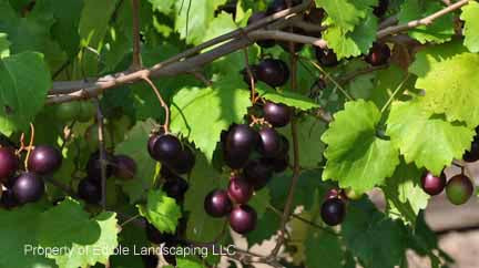 Ison's Muscadine Grape
