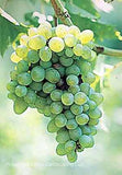 Villard Blanc Grape