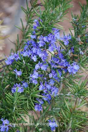 Franeaux Rosemary