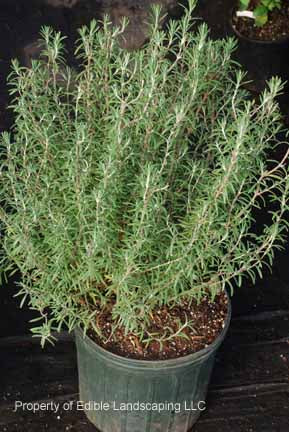 Arp Rosemary