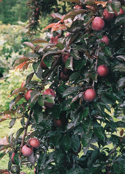 Hollywood Purple Leaf Plum