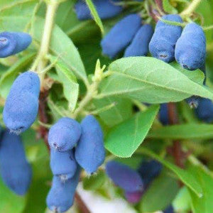 Tundra Honeyberry