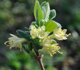 Blue Moon Honeysuckle