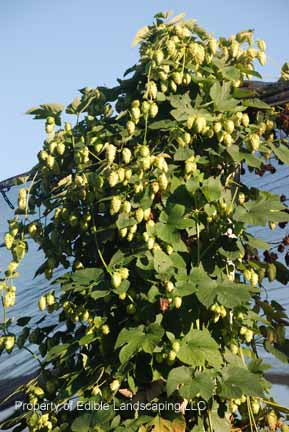 Cascade Hops