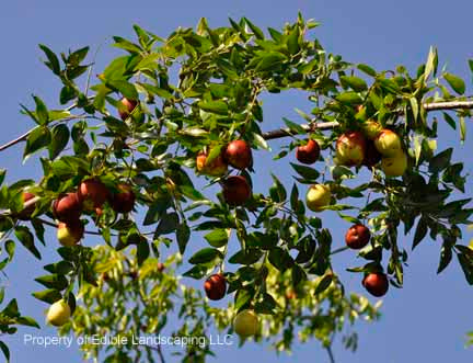 Li Trees Jujube – Edible Landscaping