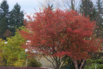 Autumn Brilliance Juneberry