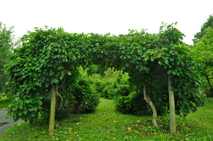 kiwi plant trellis 74-32 Male Hardy Kiwi — Edible Landscaping