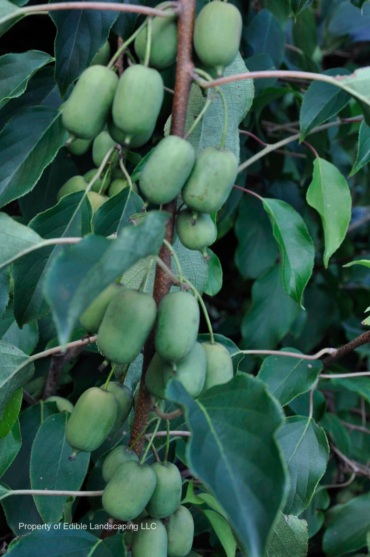 25 Kiwi Seeds - Organic, Non-GMO, USA Homegrown Fruit Vine For Garden Planting