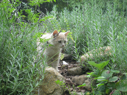 lavender plants and animals Provence Lavender