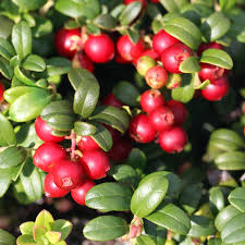 Balsgard Lingonberry