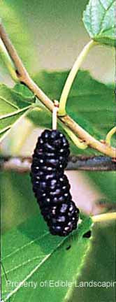 Illinois Everbearing Mulberry