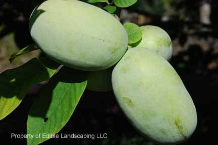 Mango Pawpaw