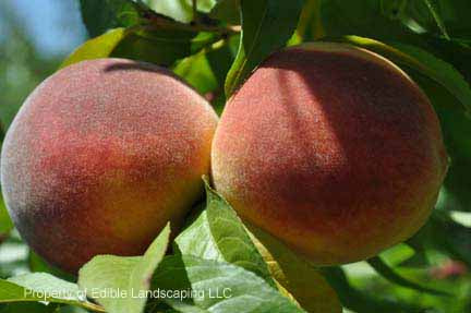 Feijoa aka Pineapple Guava