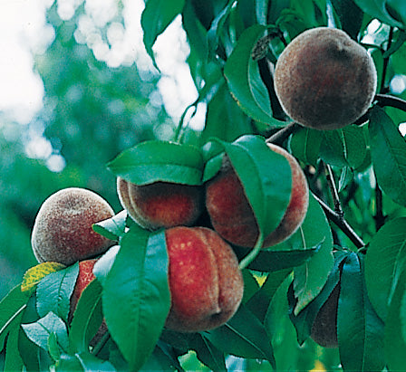 Indian Blood Cling Peach