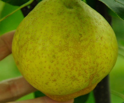 Shin Li Pear