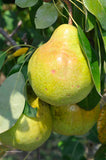 Shenandoah Pear