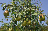 Shenandoah Pear