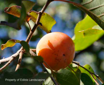 Persimmon Ranunculus Persimmon — Edible Landscaping