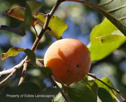 Persimmon Collander Persimmon – Edible Landscaping