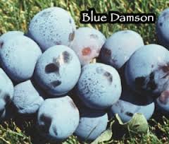 Damson Plum