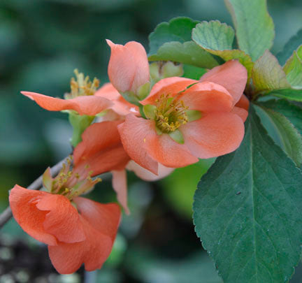 Toyo Nishiki Flowering Quince