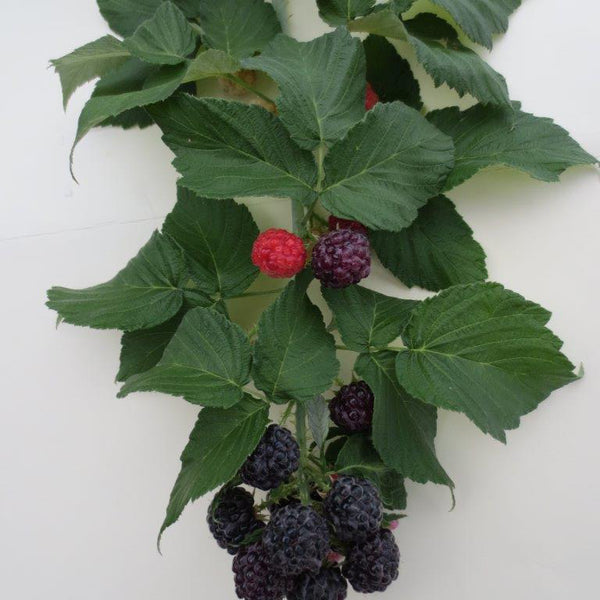Edible Garden Raspberry Raspberry – Edible Landscaping