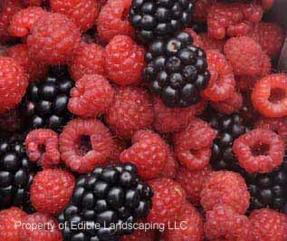 Edible Garden Raspberry Raspberry – Edible Landscaping