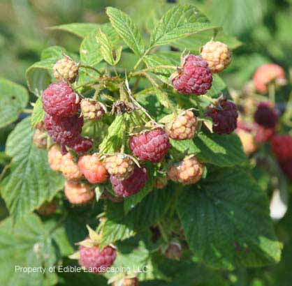 Tideland Red Raspberry Heritage Red Raspberry — Edible Landscaping