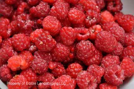 Heritage Red Raspberry — Edible Landscaping