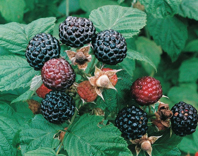 Jewel Black Raspberry — Edible Landscaping