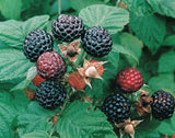 Wineberry Raspberry