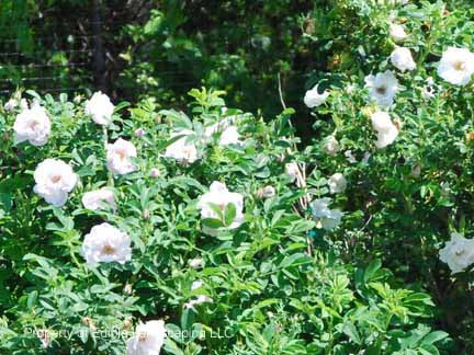 snow rose seeds Snow Rose aka Snow Pavement Rose — Edible Landscaping