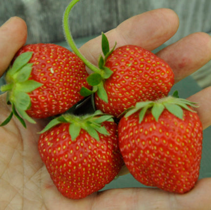 Fairfax Strawberry
