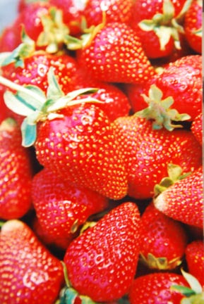 sweet charlie strawberry seeds for sale Sweet Charlie Strawberry — Edible Landscaping