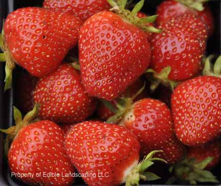 Earliglow Strawberry
