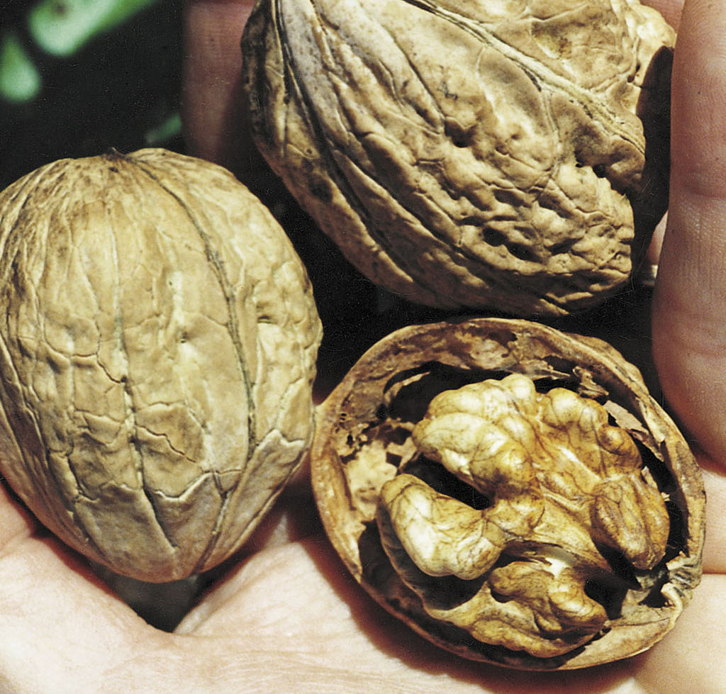 English Walnut Howard English Walnut Spencer Creek Nursery