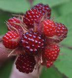 Wineberry Raspberry