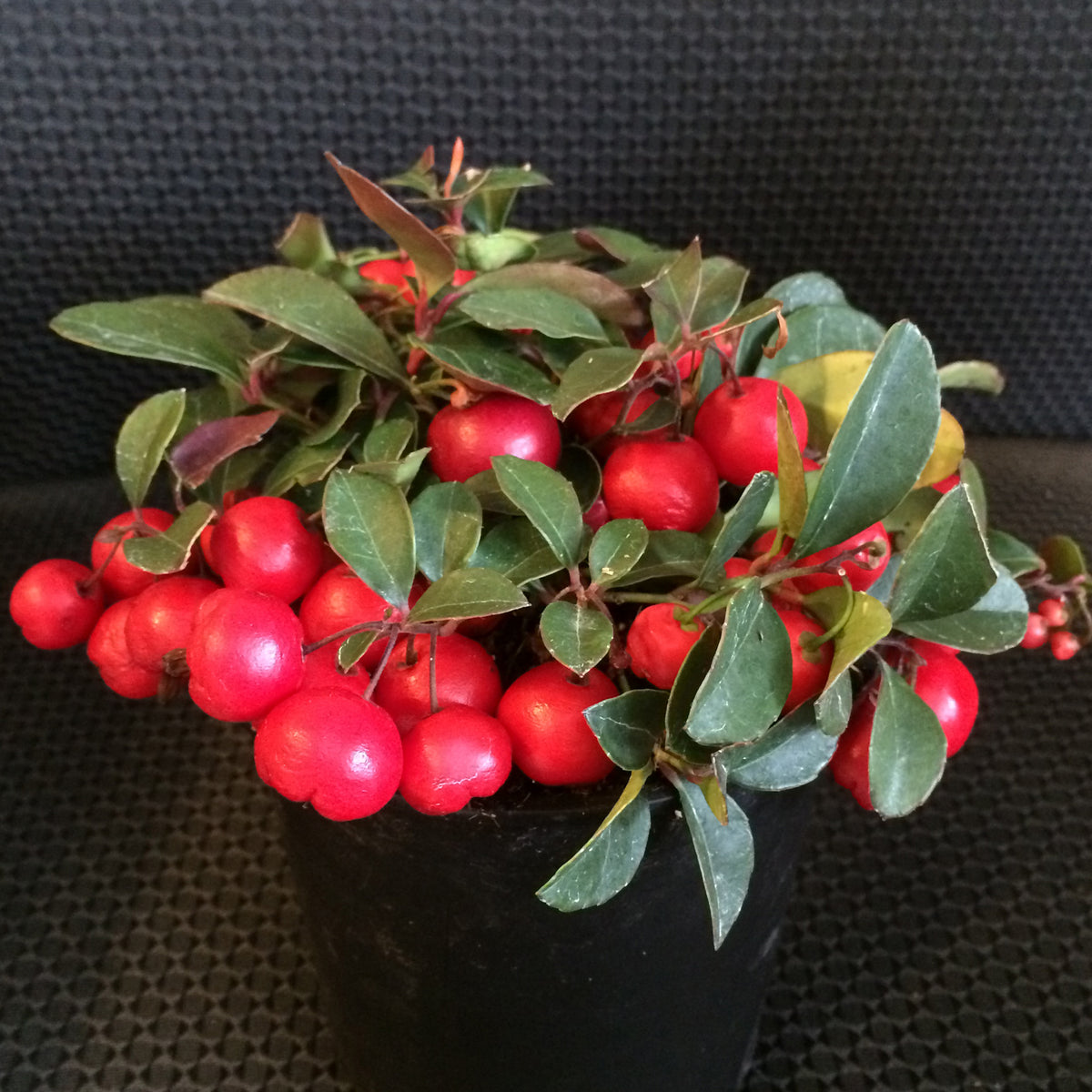 Cherry Berry Wintergreen — Edible Landscaping Cherry Berry Wintergreen — Edible Landscaping