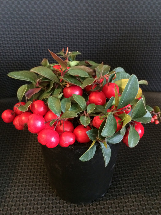 Cherry Berry Wintergreen