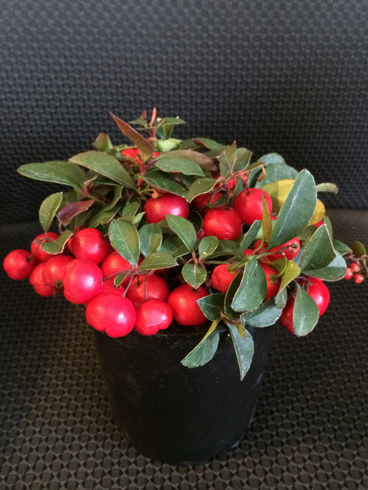 Cherry Berry Wintergreen – Edible Landscaping